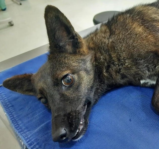 Cismada, a equipe do local testou colocar pequenos roedores no canil. O animal devorou a nova refeição, comportamento alimentar típico de um graxaim-do-campo. Reprodução: Flipar