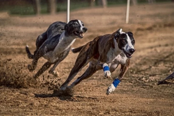 Greyhound- Também conhecido como Galguinho italiano, vive em média de 12 a 15 anos. Esses cachorros são magros, atléticos e velozes, e já habitavam o Egito Antigo, embora oficialmente sejam da Itália. Podem atingir 70 km/h, sendo considerados a raça mais veloz. Reprodução: Flipar