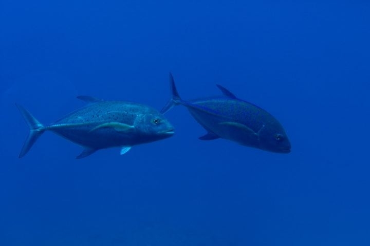 Porém, agora as mudanças climáticas agora representam uma ameaça significativa para este peixe, afetando metabolismo, reprodução e migração dos atuns.  Reprodução: Flipar