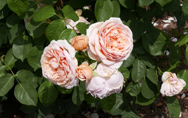 Rosa Juliet - Essa é a flor mais cara do mundo. Foi desenvolvida em 2006 pelo criador de rosas David Austin. É, portanto, uma flor  que exigiu pesquisa em laboratório, ao custo de R$ 21 milhões. Feita a partir da combinação de flores naturais, tem muitas pétalas, na cor pêssego.  Reprodução: Flipar