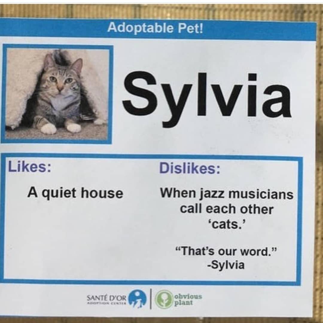 Sylvia. Gosta de casas silenciosas. Odeia quando músicos que tocam jazz se chamem de "gatos". "Essa palavra é nossa".. Foto: Reprodução/Instagram