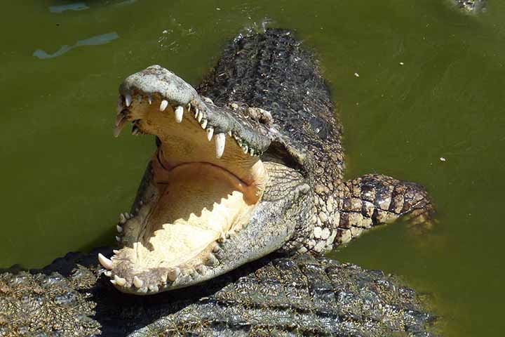 Crocodilo - Habita regiões tropicais e subtropicais em rios, lagos, pântanos e estuários na África, Ásia, América do Norte e América do Sul.  Reprodução: Flipar