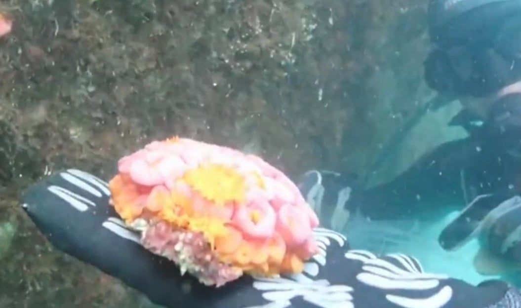 Trata-se do coral-sol, espécie nativa dos oceanos Índico e Pacífico. E que, portanto,  não existiria no Oceano Atlântico- que banha o Brasil -  exceto chegando de forma não natural. Reprodução: Flipar