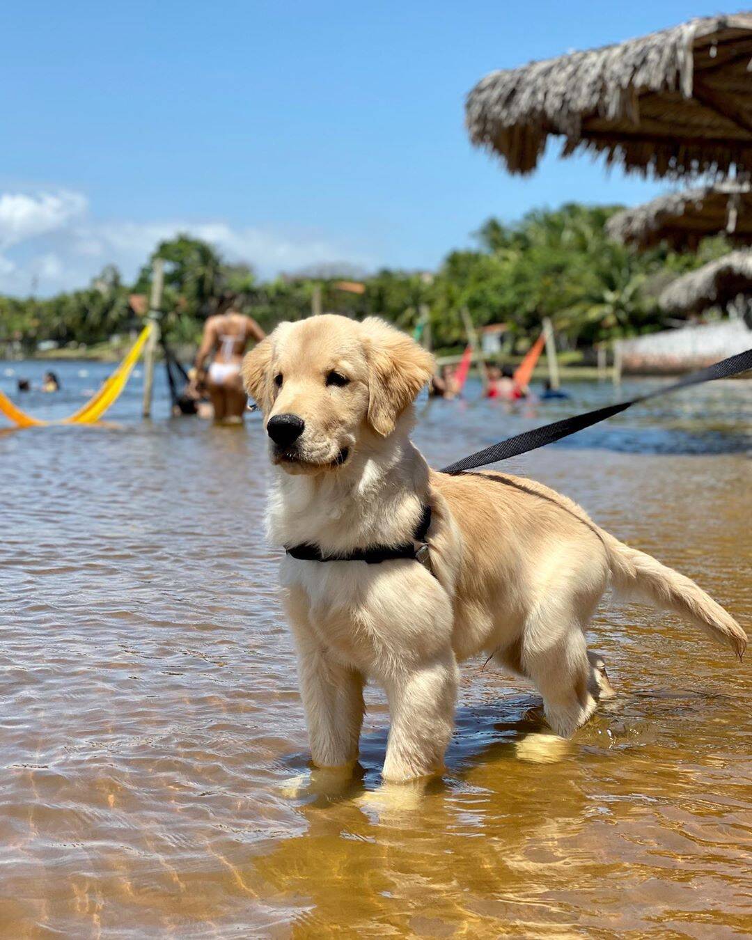 Bento, golden retriever que gosta de escorregar na praia. Foto: Instagram/ Life With Bento