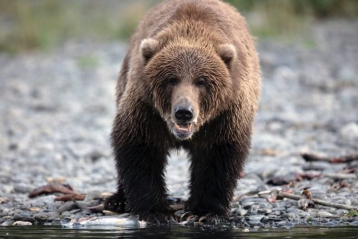 A vida selvagem do Alasca é  impressionante. A região é habitat de grande variedade de animais, como ursos pardos e  polares, alces, renas, lobos, lontras, águias, salmões e baleias, entre outros. Reprodução: Flipar