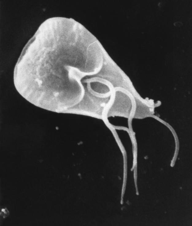 Giardíase - Causada pelo protozoário Giardia lamblia, a infecção ocorre pelo consumo de água ou alimentos contaminados. Os sintomas principais são diarreia, dor abdominal e náuseas. Reprodução: Flipar