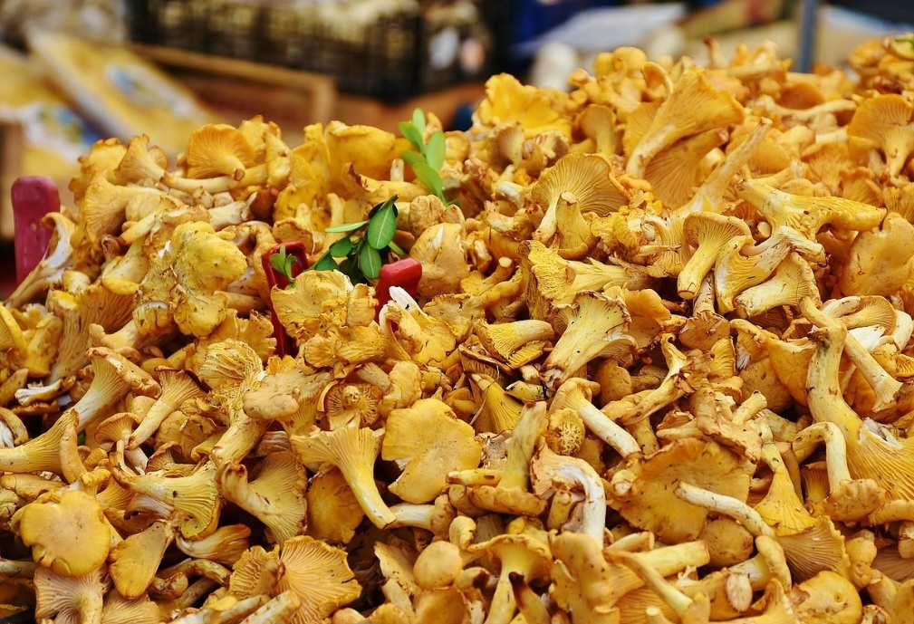 Os cogumelos apropriados para a alimentação são apreciados por seu sabor umami e sua textura, sendo usados em diversas cozinhas do mundo. São opções ricas em proteínas e fibras para veganos e vegetarianos. Reprodução: Flipar