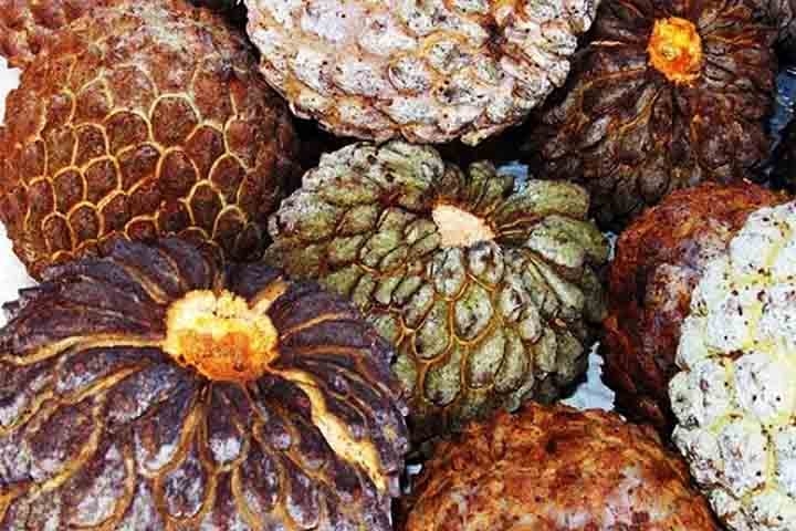 Com um aroma inconfundível e características próprias, o marolo (Annona crassiflora) possui um nome de origem guarani que significa “fruta mole”.
 Reprodução: Flipar