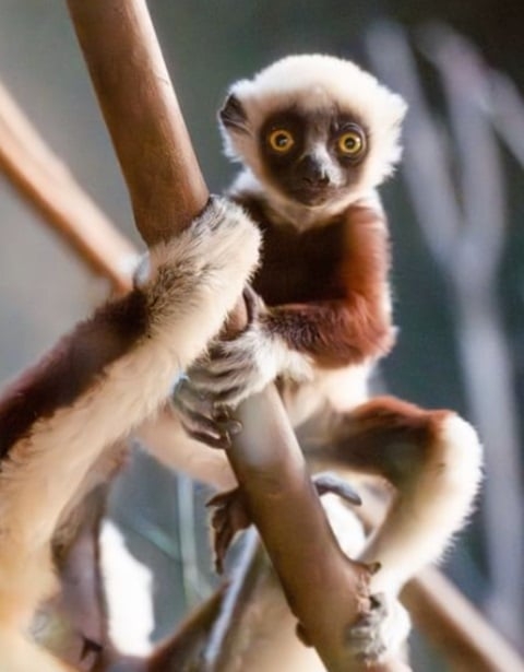 Desta maneira, os lêmures-sifaka foram classificados como criticamente ameaçados de extinção, em 2018, pela União Internacional para a Conservação da Natureza. Reprodução: Flipar