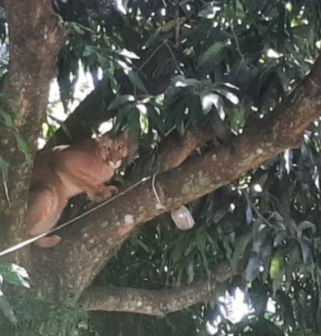 Em dezembro de 2023, uma onça-parda apareceu no quintal de uma casa na cidade de Indianópolis, no Paraná. Cachorros latiram e, quando o morador saiu, percebeu que o felino estava numa árvore. Reprodução: Flipar