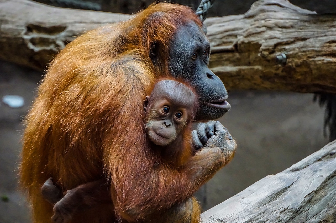 Assim como as outras duas espécies de orangotango, o Pongo pygmaeus costuma ver seus indivíduos solitários – a não ser pelas mães, acompanhadas de seus filhotes. Sua dieta consiste em 60% de frutas, com outros alimentos incluindo folhas, sementes, cascas de árvores, insetos e ovos. Reprodução: Flipar