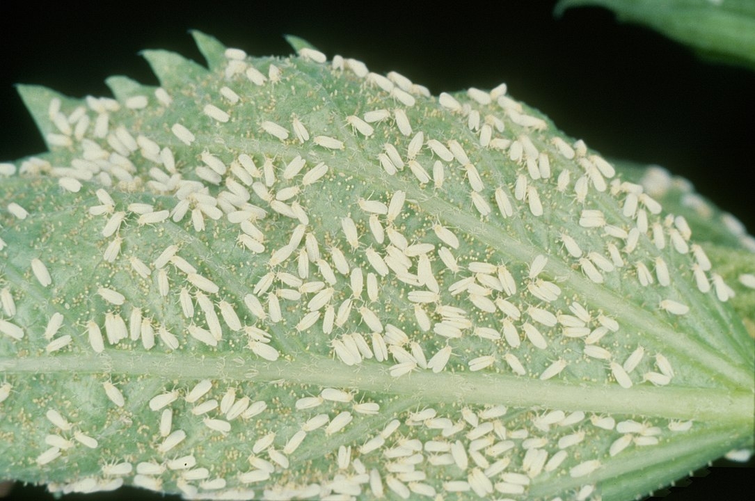 Mosca branca - Encontrada em regiões de clima quente e úmido. Prefere culturas de algodão e soja, além de frutas e legumes. Também infesta plantas ornamentais, como o bico-de-papagaio. Suga a seiva, deixando a planta sem alimento.  Reprodução: Flipar