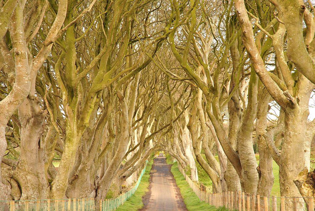 Dark Hedges: em Westeros este é um trecho da Kingsroad, a Estrada do Rei. Na vida real, um corredor de velhas árvores que leva à mansão Gracehill House, na Irlanda. Foto: Wikimedia Commons