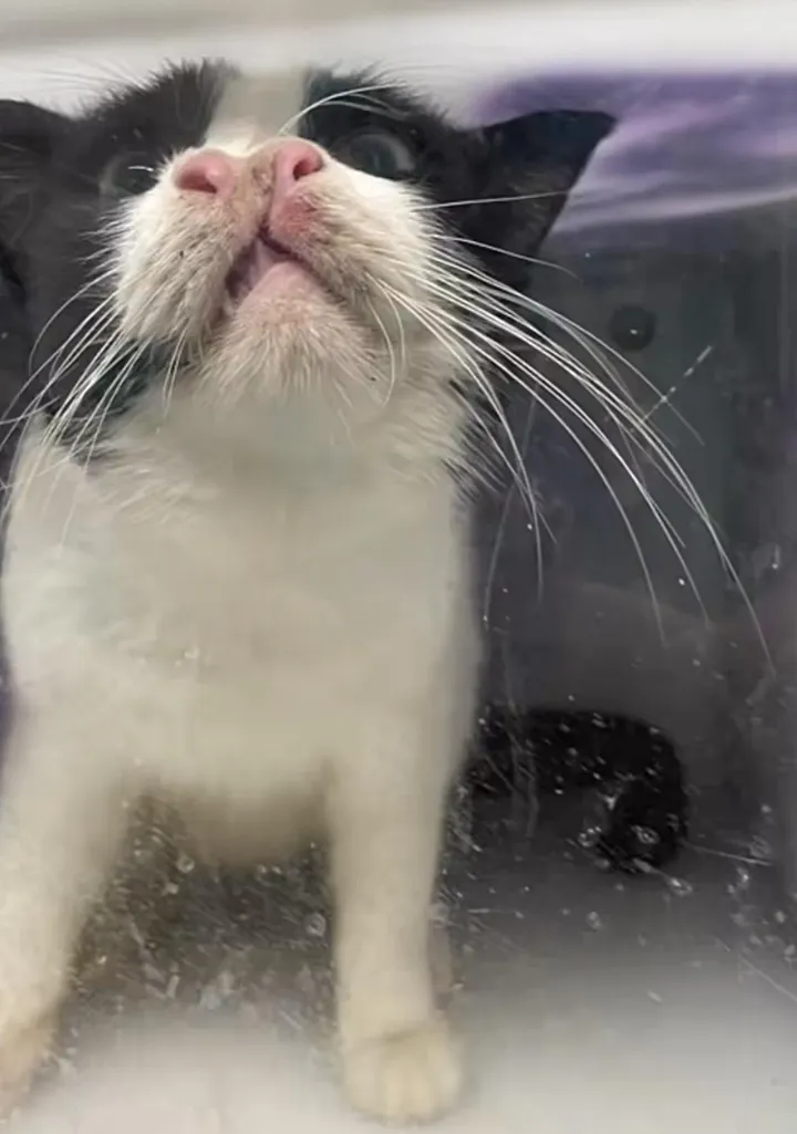 Ela se transforma em mingau e ronrona como uma tempestade sempre que é acariciada. Foto: Reprodução/Puppy Kitty NYCity