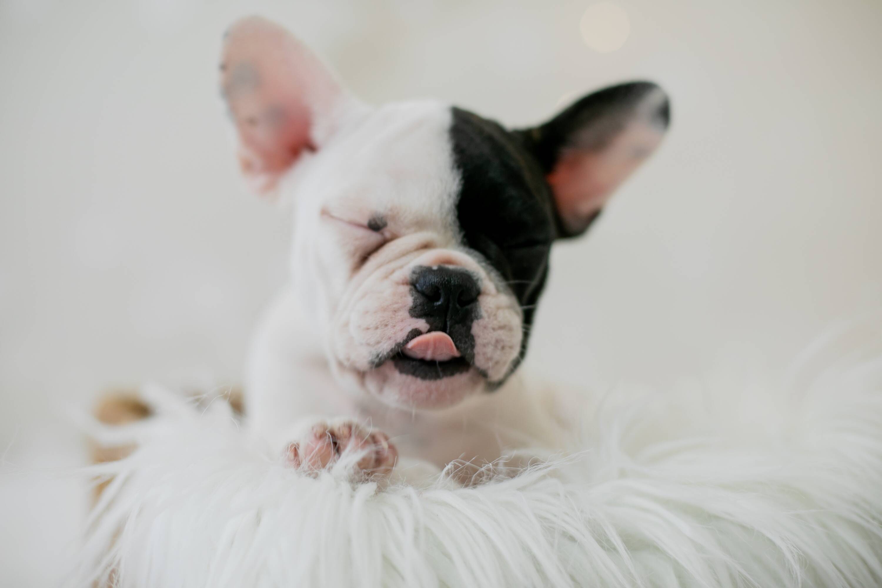 Zoe, uma cadela recém-nascida da raça Buldogue Francês em ensaio newborn . Foto: L.A. Foto Estúdio