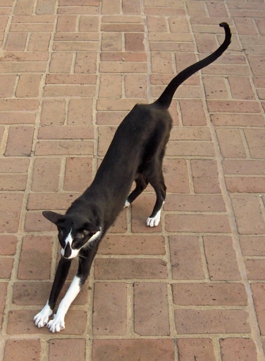 Oriental Shorthair. Foto: Cats rule/Wikimedia Commons