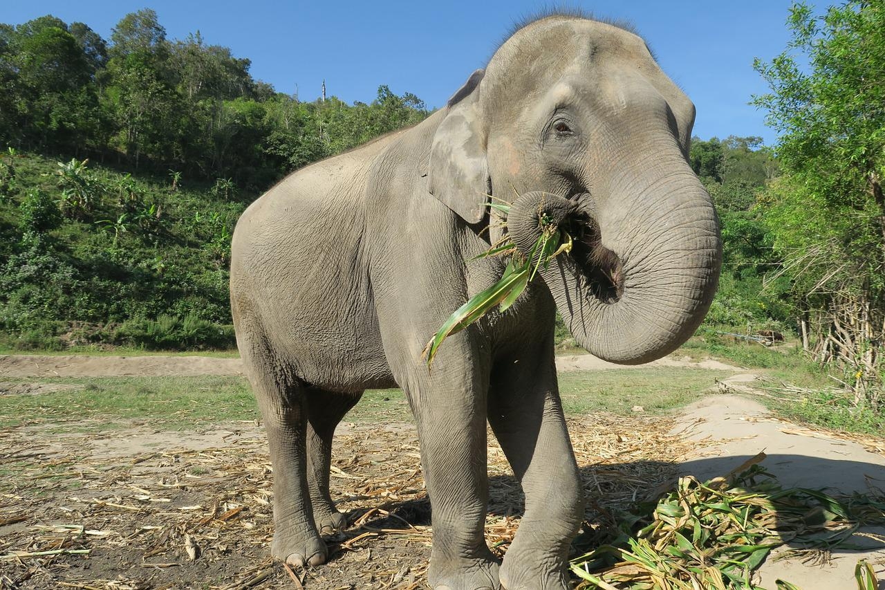 Os elefantes são os maiores animais terrestres, podendo medir até 3,2 metros e pesar até 7 toneladas. Eles habitam a África e a Ásia. Apesar do gigantismo, que pode dar uma aparência ameaçadora, o animal é herbívoro. Come gramíneas, cascas de árvore e raízes. Dependendo da espécie, um elefante pode viver até 70 anos.  Reprodução: Flipar