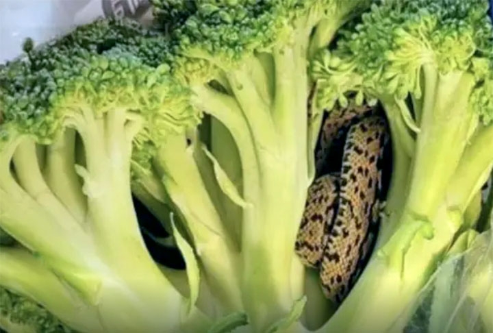Um caso que ocorreu no Reino Unido repercutiu pelo assunto inusitado: um idoso  tomou um susto ao pegar um brócolis na geladeira e encontrar uma cobra em meio aos caules da verdura.  Reprodução: Flipar