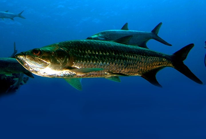 É possível obter benefícios para a saúde por meio do consumo equilibrado de várias espécies de peixes, tanto de água doce quanto de água salgada. Reprodução: Flipar