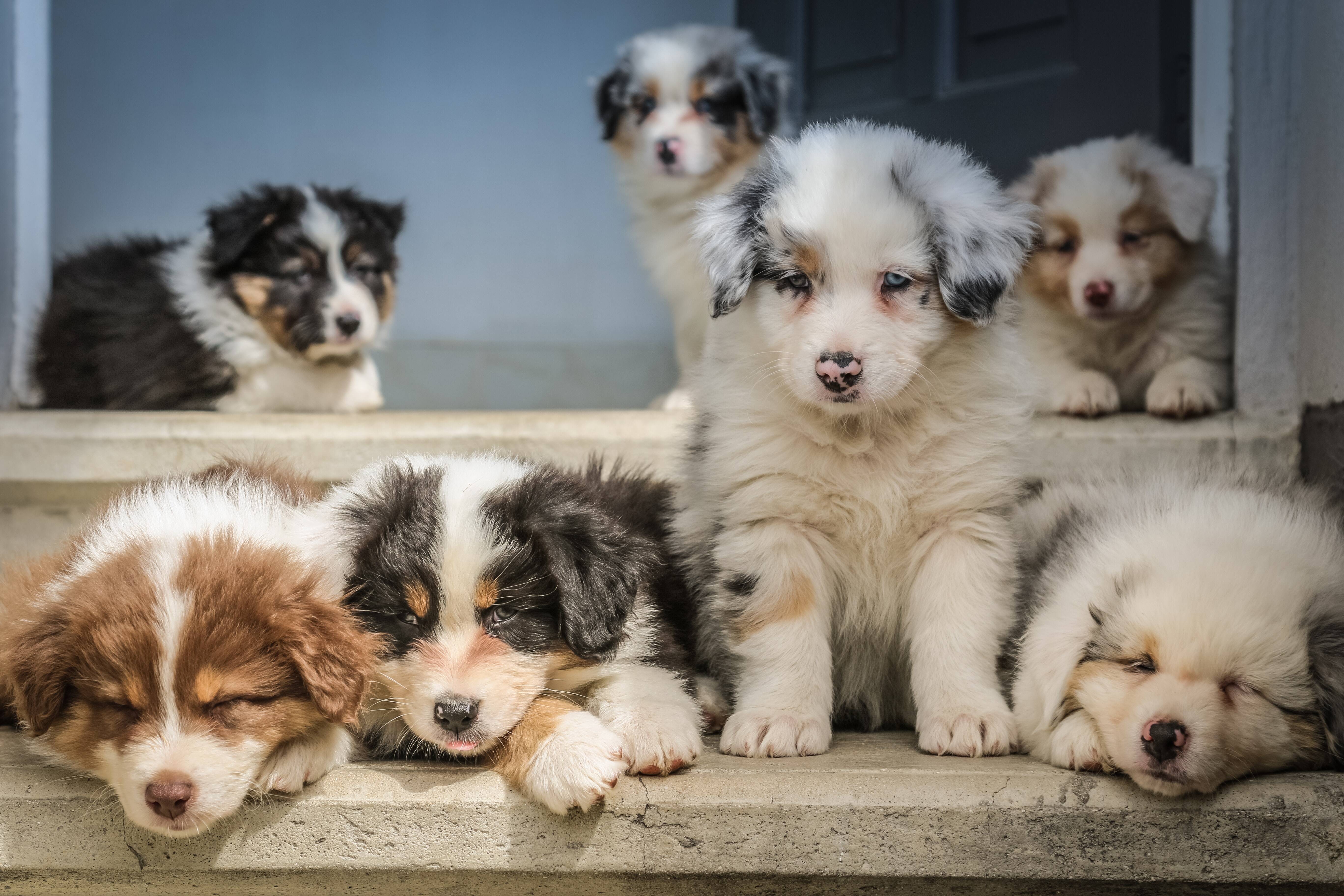 Australian Shepherd-Pastor Australiano - Australian Shepherd - Pastor  Australiano - São Roque - Australian Shepherd - Pastor Australiano