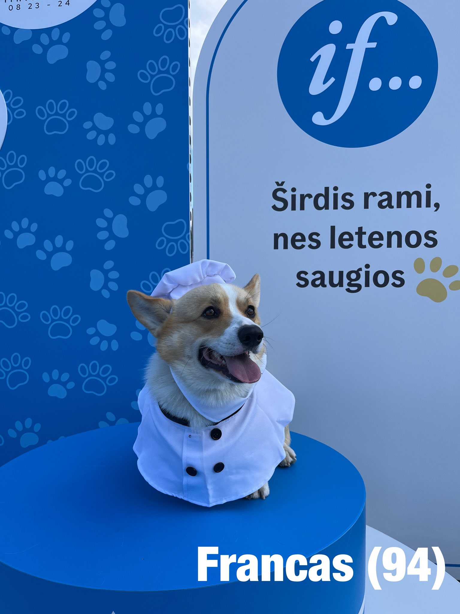 Corrida de Corgis reúne competidores fantasiados na Lituânia. Foto: Facebook/Corgi Race Vilnius