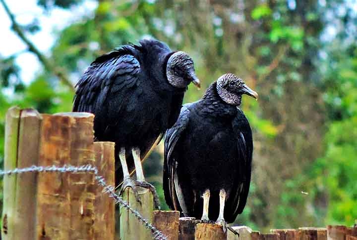 Os abutres são animais muito semelhantes fisicamente com os urubus e ambos se destacam por se alimentarem de animais mortos. Entretanto, os abutres pertencem a outra família de aves, a Accipitridae, mais próximas de águias e gaviões.  Reprodução: Flipar