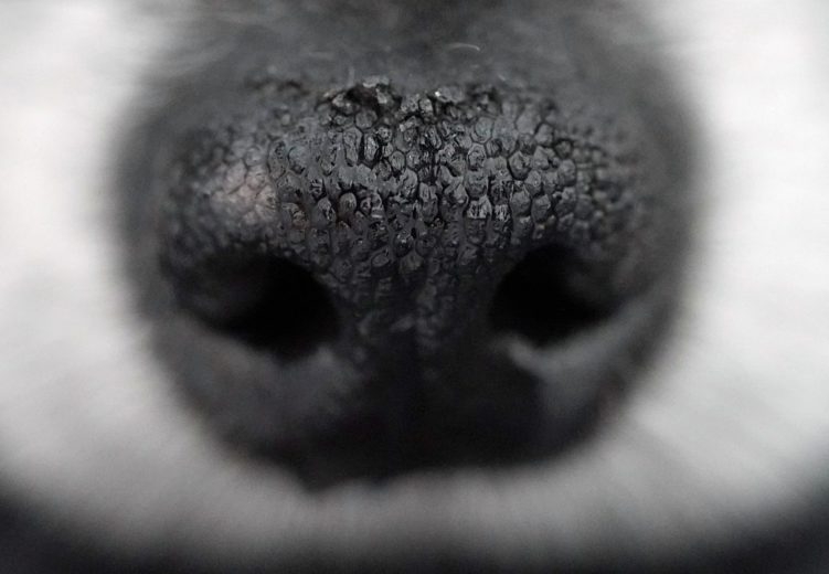 Esses cães podem ter até 300 milhões de células olfativas, enquanto os seres humanos têm apenas 6 milhões. Isso faz com que os animais consigam distinguir odores com mais facilidade e a uma distância maior.