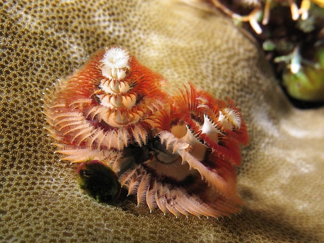 Poliqueta-árvore-de-natal - Tem esse nome por causa da estrutura do seu sistema respiratório, formada por camadas de cílios que permitem agarrar a presa e levá-la até a boca.  Reprodução: Flipar