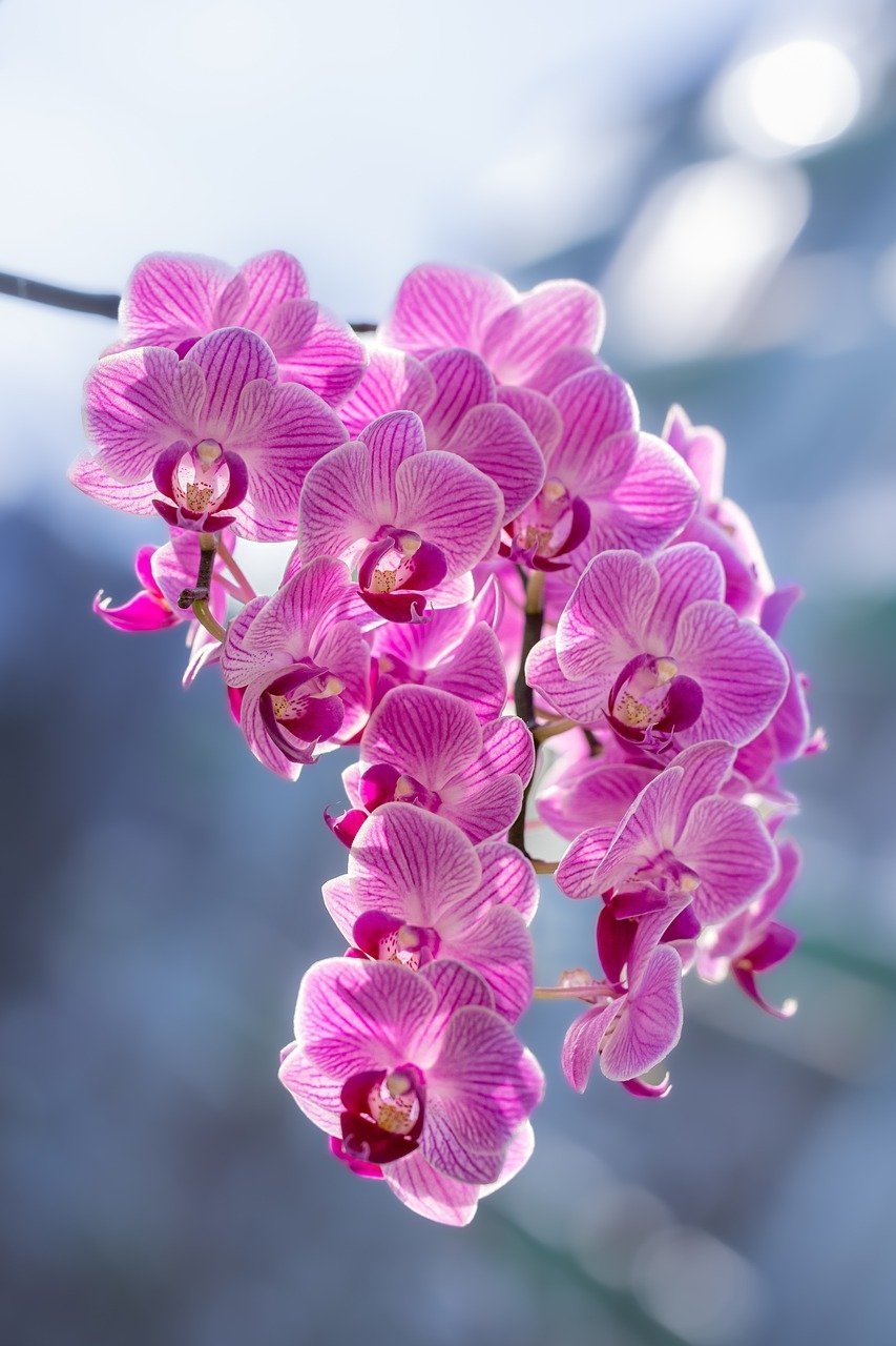 Luz: A maioria das orquídeas prefere luz indireta e brilhante. Coloque-as perto de janelas voltadas para o leste ou o oeste. Evite a luz solar direta e intensa, que pode queimar as folhas. Se as folhas estiverem muito escuras, pode ser um sinal de falta de luz Reprodução: Flipar