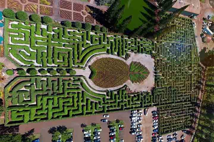 Um dos mais famosos jardins do mundo é o labirinto de plantação Dole, localizado na ilha de Oahu, no Havaí, nos Estados Unidos. Ele, inclusive, em 2008, foi considerado o maior do mundo: Possui mais de 1.6 hectares, 4 quilômetros de extensão e 14 mil plantas. Reprodução: Flipar