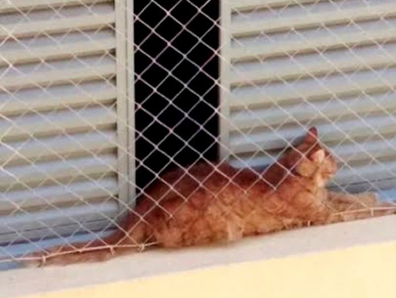 Apesar de habilidosos, os gatos podem cair da janela sem proteção. Instale telas bem estruturadas para evitar acidentes.  Reprodução: Flipar