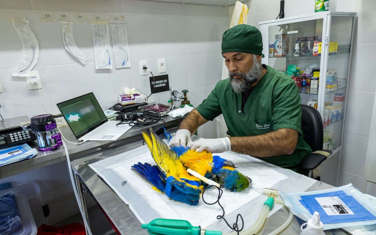 Araras-canindés voltam à Floresta da Tijuca após dois séculos de extinção. Foto: Divulgação/Flavia Zagury