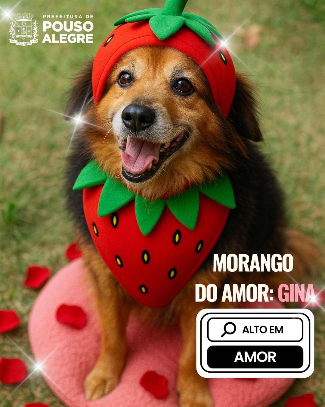 Animais vestidos de ‘morango do amor’ viram destaque em campanha de adoção em MG. Foto: Instagram/@prefeituradepousoalegre