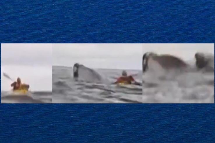 O pai de Adrián, Dell, estava gravando as imagens com uma câmera na popa de outro barco. E acavou registrando tudo. O pai contou sobre o susto quando não viu mais o filho depois que a baleia apareceu. Mas logo depois ele retornou. Os dois estavam na Baía del Águila, uma pequena enseada costeira na região de Magallanes y Antártica Chilena. Eles chegaram ao país há sete anos.  Reprodução: Flipar
