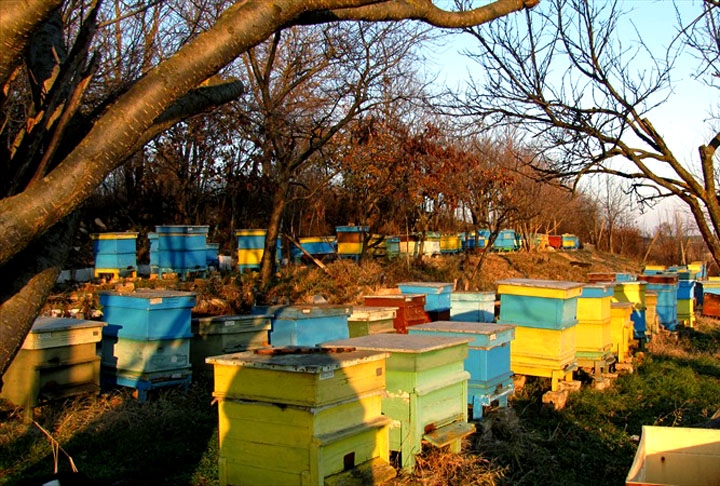 Apiário é um conjunto de colmeias utilizadas para criação de abelhas, normalmente para a colheita de mel ou a polinização de culturas agrícolas Reprodução: Flipar