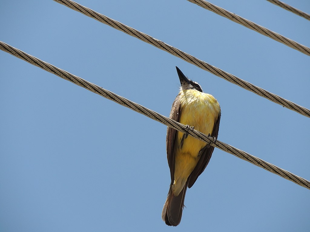 Mesmo com uma aparência frágil, o bem-te-vi não se intimida e ameaça vigorosamente outros pássaros maiores, como o gavião e o urubu. Ele defende bem seu território e ninho, podendo se tornar agressivo com este instinto de proteção.  Reprodução: Flipar