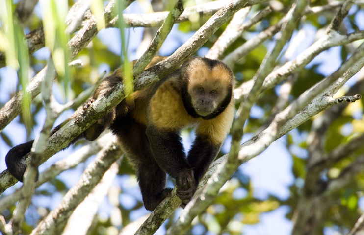 Os macacos-prego podem viver entre 15 e 25 anos. O macaquinho do vídeo foi salvo e ganhou nova chance. Agora precisa escapar dos predadores.