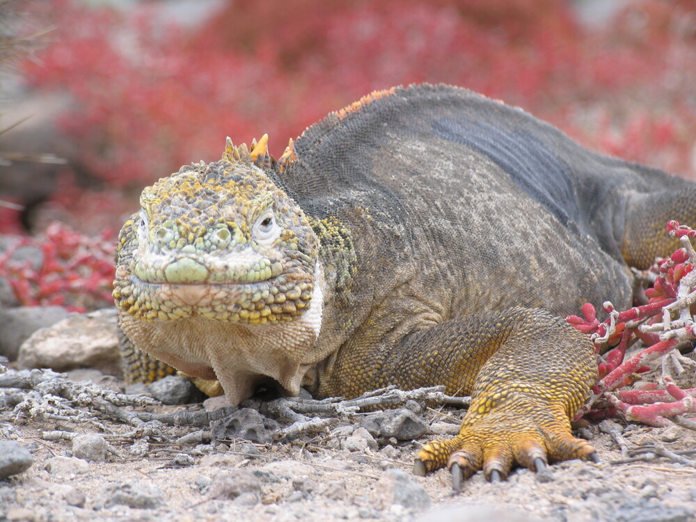 Iguana marinha do Arquipélago de Galápagos. Foto: Reprodução / Redes Sociais