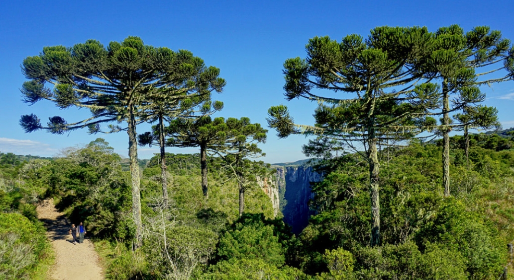 O Brasil é o país com maior número de espécies em risco de extinção: 1.788 espécies de árvores estão sob ameaça em território nacional. Daí a alegria quando espécies são preservadas.  Duas espécies de árvores ameaçadas de extinção foram catalogadas em Niterói, no Rio de Janeiro.  Reprodução: Flipar