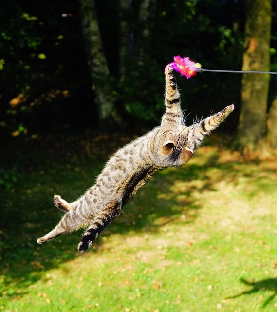 Os gatos podem atingir a velocidade de 49 km por hora em corridas de curta distância e são capazes de dar saltos que correspondem a cinco vezes a sua altura em um único pulo.  Reprodução: Flipar