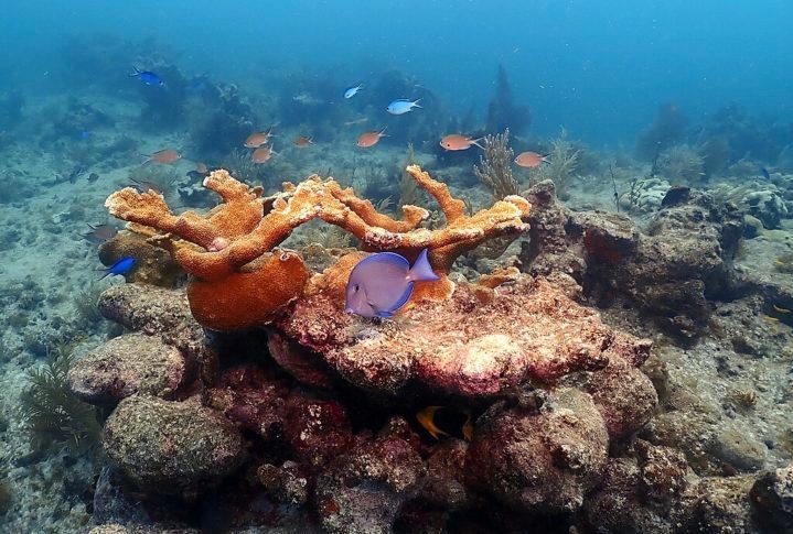 Este recife vibrante é um lar para uma rica biodiversidade, com mais de 1.400 espécies de plantas marinhas e animais, incluindo peixes tropicais, tartarugas marinhas, golfinhos e corais coloridos. Reprodução: Flipar