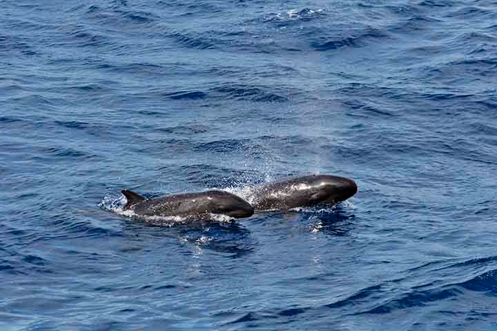 As falsas-orcas são animais excessivamente sociais, o que explicaria por que encalham em grandes grupos.  Reprodução: Flipar