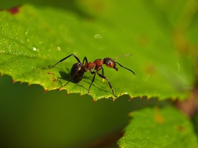 Estudos recentes mostram que as formigas podem ser mais eficazes do que pesticidas na agricultura. Reprodução: Flipar
