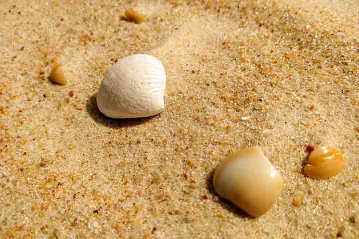 Por outro lado, pesquisadores também notaram que o inverno era o período do ano em que elas eram encontradas em maior número. Isso indica a relação entre a disposição delas pela local e o fluxo de turistas na praia Reprodução: Flipar
