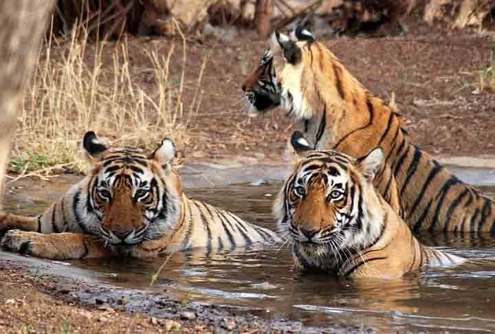 10º -Jim Corbett National Park (Índia) - 4.87 - É o mais antigo parque nacional da Índia e foi criado em 1936 como Hailey National Park para proteger o ameaçado tigre-de-Bengala. Ele está localizado no distrito de Nainital de Uttarakhand e foi nomeado após Jim Corbett, que desempenhou um papel fundamental na sua criação.  Reprodução: Flipar