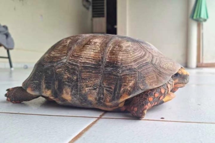 Segundo a veterinária Mayumi Caetano Matuoca, o jabuti apresenta uma deformidade no casco, mas mantém comportamento normal. Reprodução: Flipar