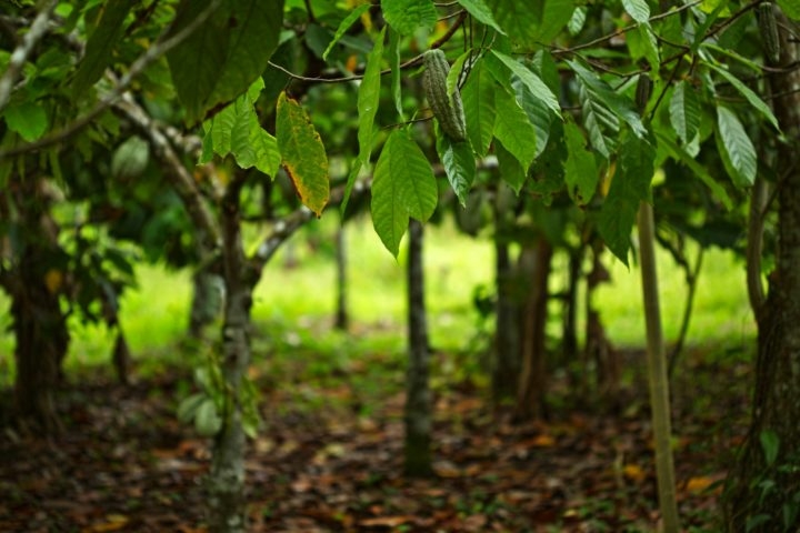 Sombra e água fresca: O lugar ideal para o crescimento do cacau é a floresta, não uma lavoura. Normalmente, as árvores são plantadas debaixo de árvores maiores, que fornecem a sombra necessária para seu desenvolvimento. Reprodução: Flipar