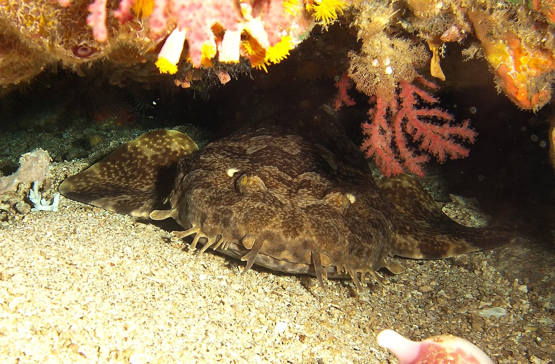 Tubarão Wobbegong - Vivem a maior parte do tempo descansando no fundo do mar. A maioria tem no máximo 1,25  metro de comprimento, mas o maior atinge 3 metros. São camuflados com um padrão simétrico de manchas que lhe dão a aparência de um tapete. Reprodução: Flipar