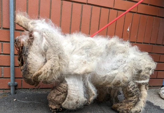 Foram raspados cerca de 2 kg de pelo podre. Foto: Reprodução/RSPCA