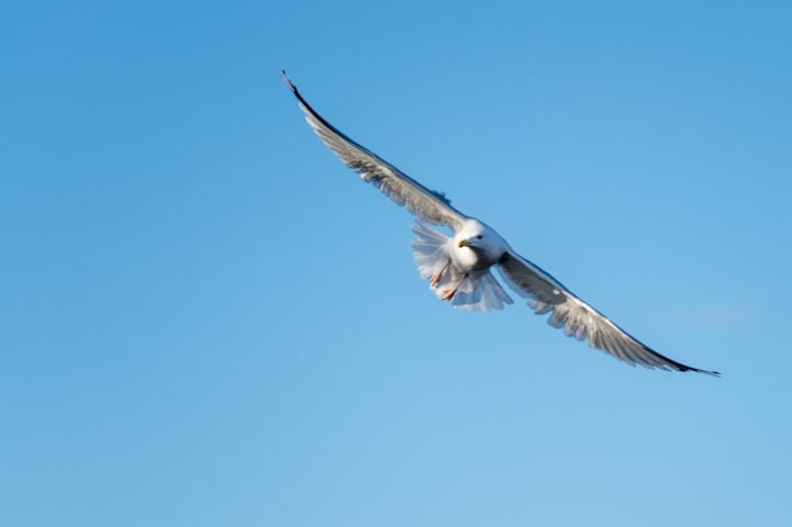 As gaivotas também são excelentes voadoras, capazes de planar por longos períodos sobre o vento. Reprodução: Flipar